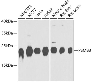 Western blot analysis of extracts of various cell lines using PSMB3 Polyclonal Antibody at dilution of 1:1000.