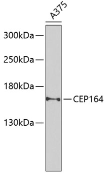 Western blot analysis of extracts of A-375 cells using CEP164 Polyclonal Antibody at dilution of 1:1000.