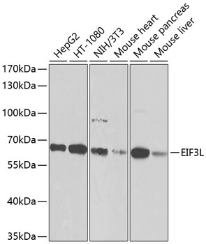 Western blot analysis of extracts of various cell lines using EIF3L Polyclonal Antibody at dilution of 1:1000.