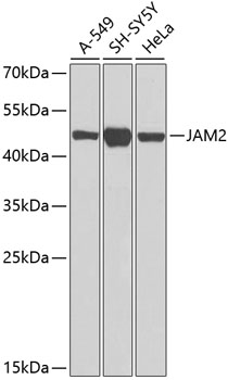 Western blot analysis of extracts of various cell lines using JAM2 Polyclonal Antibody at dilution of 1:1000.