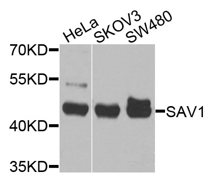 Western blot analysis of extracts of various cell lines using SAV1 Polyclonal Antibody at dilution of 1:1000.