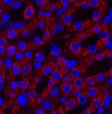 Immunofluorescence analysis of Mouse kidney tissue using COX4I1 Monoclonal Antibody at dilution of 1:200.