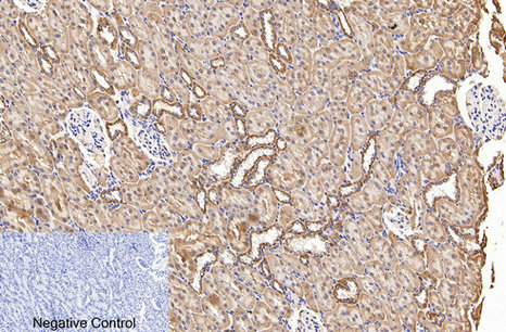 Immunohistochemistry of paraffin-embedded Rat kidney tissue using COX4I1 Monoclonal Antibody at dilution of 1:200.