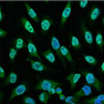 Immunofluorescence analysis of Hela tissue using p53 Monoclonal Antibody at dilution of 1:100.