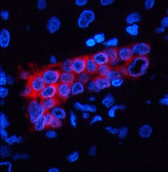 Immunofluorescence analysis of Human liver tissue using CK-7 Monoclonal Antibody at dilution of 1:200.