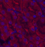 Immunofluorescence analysis of Mouse kidney tissue using CDX2 Monoclonal Antibody at dilution of 1:200.