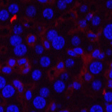 Immunofluorescence analysis of Mouse liver tissue using CD21 Monoclonal Antibody at dilution of 1:200.