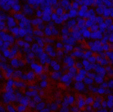 Immunofluorescence analysis of Mouse spleen tissue using ENO2 Monoclonal Antibody at dilution of 1:200.