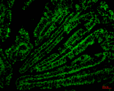 Immunofluorescence analysis of Mouse colonic tissue with CD4 Monoclonal Antibody.