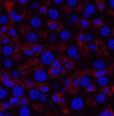 Immunofluorescence analysis of Mouse liver tissue using COL3A1 Monoclonal Antibody at dilution of 1:200.