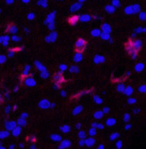 Immunofluorescence analysis of Human appendix tissue using FN1 Monoclonal Antibody at dilution of 1:200.