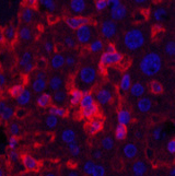 Immunofluorescence analysis of Mouse liver tissue using ACTA1 Monoclonal Antibody at dilution of 1:200.