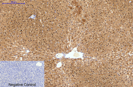 Immunohistochemistry of paraffin-embedded Human liver tissue using HAO1 Monoclonal Antibody at dilution of 1:200.