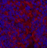 Immunofluorescence analysis of Mouse spleen tissue using MAP1LC3A Monoclonal Antibody at dilution of 1:200.