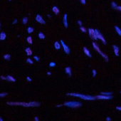 Immunofluorescence analysis of Human uterus tissue using CBX5 Monoclonal Antibody at dilution of 1:200.