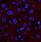 Immunofluorescence analysis of Human liver tissue using COL4A1 Monoclonal Antibody at dilution of 1:200.