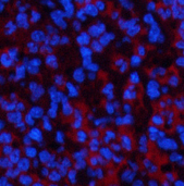 Immunofluorescence analysis of Mouse spleen tissue using ATG7 Monoclonal Antibody at dilution of 1:200.