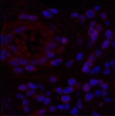 Immunofluorescence analysis of Human appendix tissue using NFκB-p65 Monoclonal Antibody at dilution of 1:200.