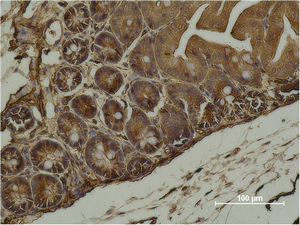 Immunohistochemistry of paraffin-embedded Mouse cecal tissue with ACTA2 Monoclonal Antibody.