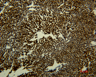 Immunohistochemistry of paraffin-embedded Rat liver tissue using Transferrin Monoclonal Antibody at dilution of 1:50.