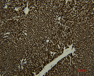 Immunohistochemistry of paraffin-embedded Rat liver tissue using Transferrin Monoclonal Antibody at dilution of 1:50.