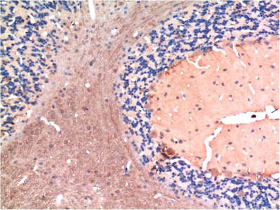 Immunohistochemistry of paraffin-embedded Rat brain tissue using TGFB1 Monoclonal Antibody at dilution of 1:200.