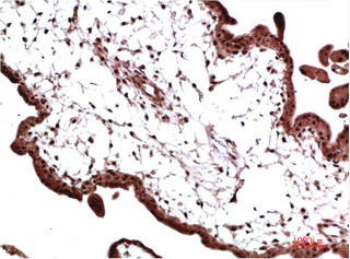 Immunohistochemistry of paraffin-embedded Human placenta tissue using CBX3 Monoclonal Antibody at dilution of 1:200.