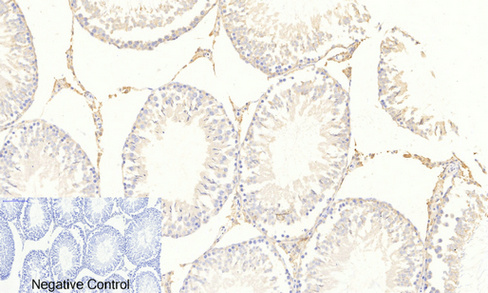 Immunohistochemistry of paraffin-embedded Rat testis tissue  using Phospho-FOXO3 (Ser253) Polyclonal Antibody at dilution of 1:200