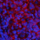 Immunofluorescence analysis of Rat spleen tissue using Phospho-PI 3 kinase p85 alpha /gamma (Tyr467/199) Polyclonal Antibody at dilution of 1:200