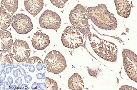 Immunohistochemistry of paraffin-embedded Mouse testis tissue using beta Tubulin Monoclonal Antibody at dilution of 1:200.