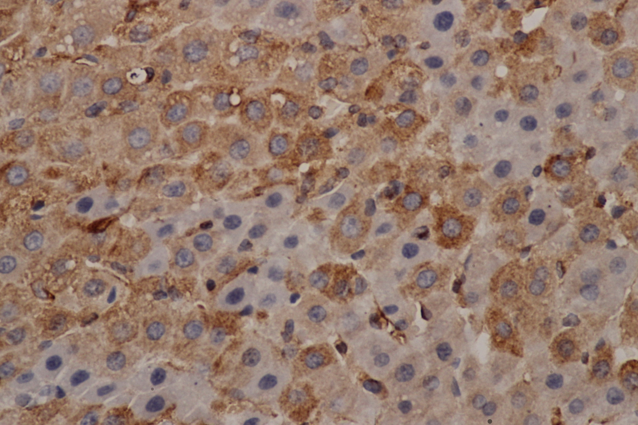 Immunohistochemistry of paraffin-embedded mouse liver using alpha Tubulin Monoclonal Antibody at dilution of 1:200