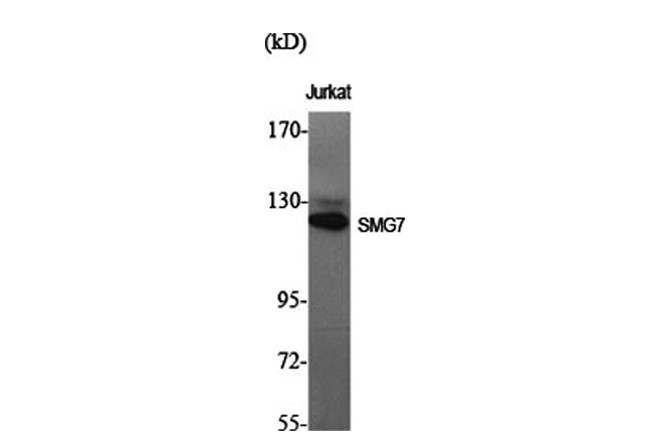 Western Blot analysis of Jurkat cells using SMG7 Polyclonal Antibody at dilution of 1:2000.