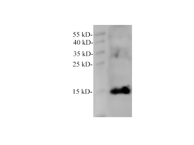 Western blot of MCF7 with anti-MB rabbit polyclonal antibody at dilution of 1:1000.