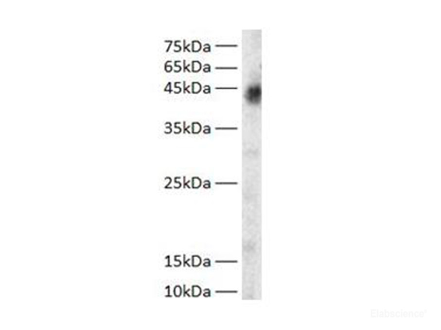 Western blot of Zebrafish whole lysates with anti-GOT1 rabbit polyclonal antibody at dilution of 1:1000.