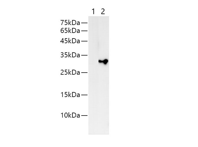 Western blot with anti-6xHis antibody at dilution of 1:2000. 
 lane 1: HEK 293 whole cell lysate, lane 2: 6xHis tag transfected HEK 293 cell lysates
