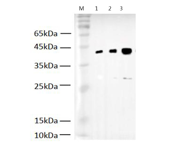 Western blotting of V5-Tag fused recombinant protein with Anti-V5 polyclonal antibody at dilution of 
lane 1: 1:4000, lane 2:1:2000, lane 3 1:1000.