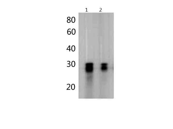 Western blotting of mCherry transfected HEK293 cell with Anti-mcherry polyclonal antibody at dilution of 1:2000. 
Lane 1: 10ul cell lysate, Lane 2: 5ul cell lysates.