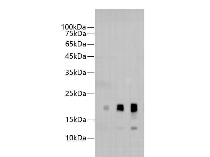 Western blotting of AVI-Tag fused recombinant protein with Anti-AVI rabbit polyclonal antibody at dilution of lane 1: 1:10000, lane 2: 1:5000, lane 3 1:2000.