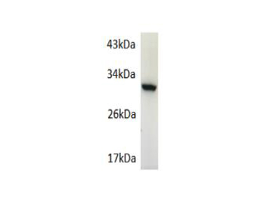 Western blot of eGFP-tagged fused protein with anti-eGFP-tag at dilution of 1:2000.