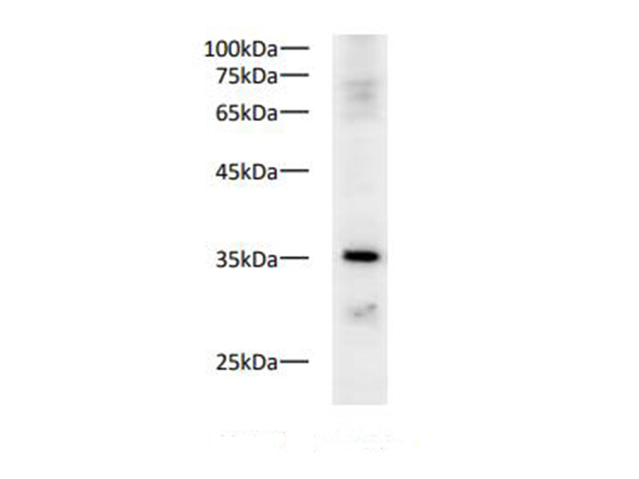 Western blot of Zebrafish whole lysates with anti-PCNA pAb at dilution of 1:1000.