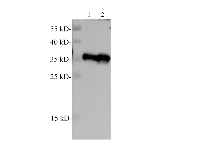 Western blotting of anti-PCNA polyclonal antibody at dilution of 1:1000. Lane1: Hela, Lane2: A431