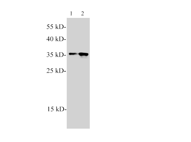 Western blotting of anti-PCNA polyclonal antibody at dilution of 1:1000. Lane1: NIH/3T3, Lane2: Raw264.7