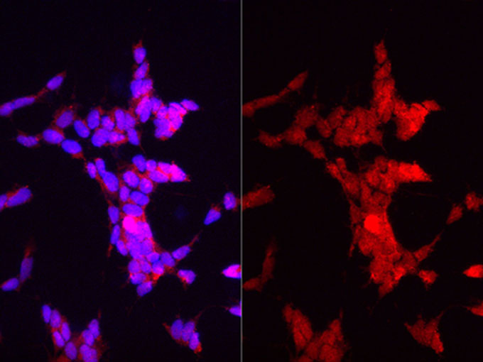 Immunofluorescence analysis of 293 cell, using anti-GAPDH Polyclonal Antibody at 1:400 dilution.