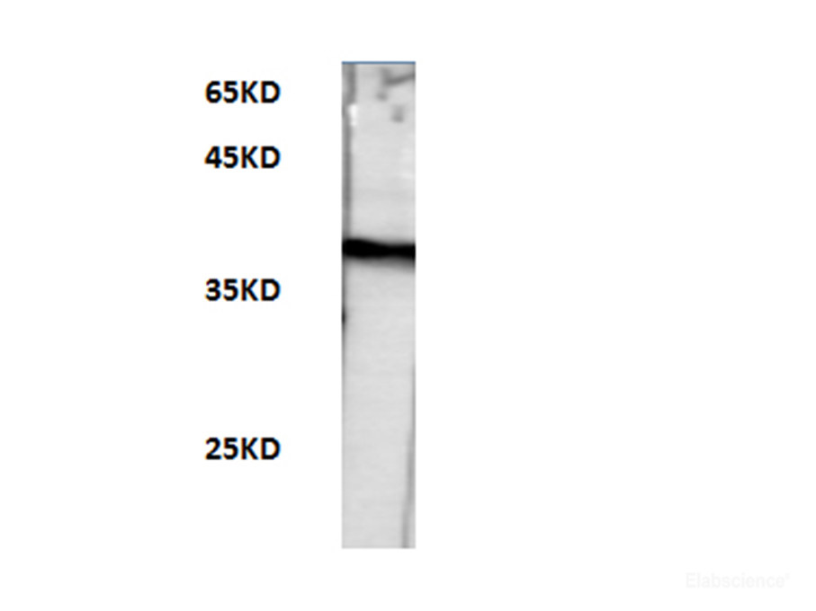 Western blot of Zebrafish whole lysates with anti-GAPDH at dilution of 1:2000.