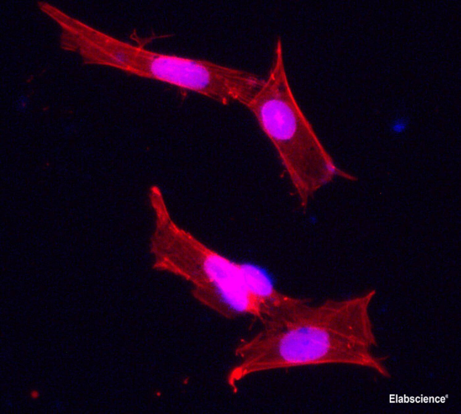 Immunohistochemical analysis of SH-SY5Y, using anti-beta actin Polyclonal Antibody at 1:100 dilution.