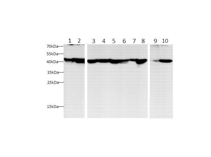 Western blot with anti-beta Actin Polyclonal antibody at dilution of 1:1000.lane 1: HT-29 whole cell lysate,lane 2:Jurkat whole cell lysate,lane 3:Mouse spleen,lane 4:Rat spleen,lane 5:Mouse lung,lane 6: Rat lung,lane 7:RAW264.7 whole cell lysate,lane 8:C6 whole cell lysate,lane 9：Zebrafish,lane 10:Vero