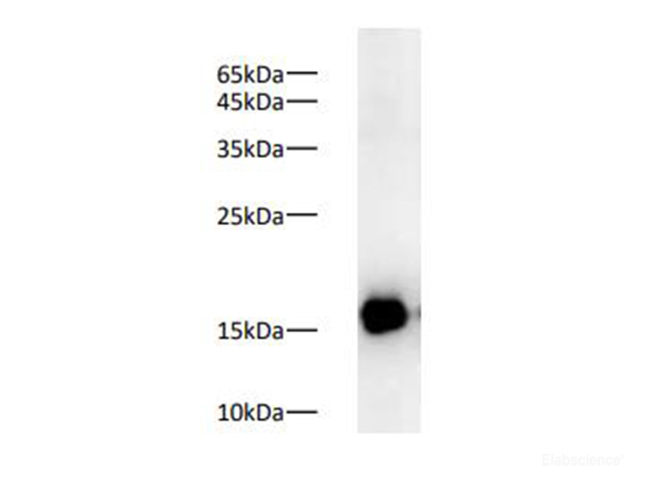Western blot of Zebrafish whole lysates with anti-COX4 polyclonal antibody at dilution of 1:2000.