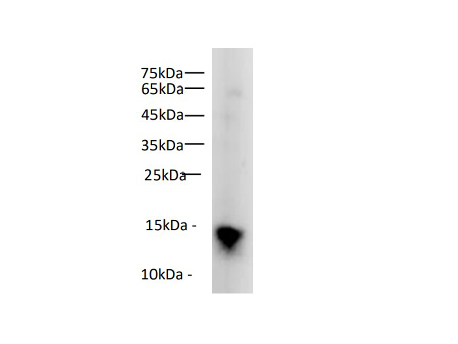 Western blot of Mouse spleen lysates with anti-Histone H3 pAb at dilution of 1:1000.
