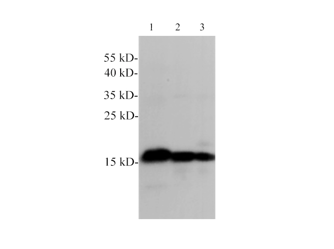 Western Blotting with anti-Histone H3 polyclonal antibody at dilution of 1:5000.
Lane 1:HT-29 cell lysates, Lane 2: NIH/3T3 cell lysates, Lane 3: C6