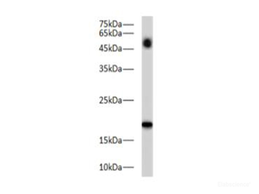 Western blot of Zebrafish whole lysates with anti-BAX rabbit polyclonal antibody at dilution of 1:1000.